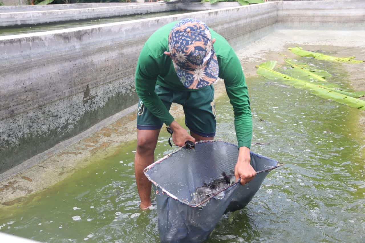 LKC DD Banten Gelar Panen Raya Budikolbu Hasilkan 1,5 Ton Ikan Lele